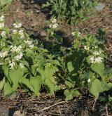 hluchavka bílá <i>(Lamium album)</i> / Habitus