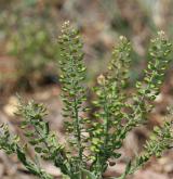 řeřicha chlumní <i>(Lepidium campestre)</i> / Květ/Květenství