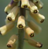 modřenec tenkokvětý <i>(Muscari tenuiflorum)</i> / Květ/Květenství