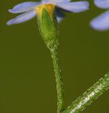 pomněnka bahenní <i>(Myosotis palustris)</i> / Květ/Květenství