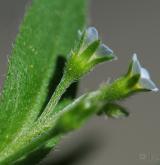 pomněnka řídkokvětá <i>(Myosotis sparsiflora)</i> / Květ/Květenství