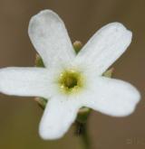 pochybek severní <i>(Androsace septentrionalis)</i> / Květ/Květenství