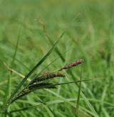 ostřice štíhlá  <i>(Carex acuta)</i> / Květ/Květenství