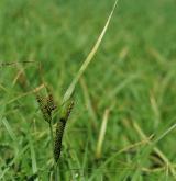 ostřice štíhlá  <i>(Carex acuta)</i> / Květ/Květenství