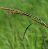 ostřice štíhlá  <i>(Carex acuta)</i> / Květ/Květenství