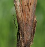 ostřice štíhlá  <i>(Carex acuta)</i> / Stonek