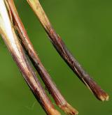 ostřice trsnatá <i>(Carex cespitosa)</i> / Stonek