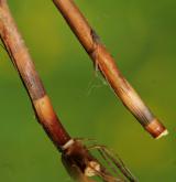 ostřice dvouřadá <i>(Carex disticha)</i> / Stonek