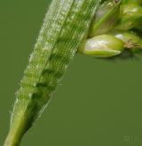 ostřice bledavá <i>(Carex pallescens)</i> / List