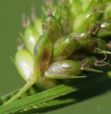 ostřice bledavá <i>(Carex pallescens)</i> / Květ/Květenství