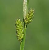 ostřice bledavá <i>(Carex pallescens)</i> / Květ/Květenství