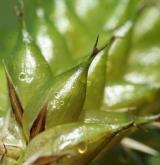 ostřice měchýřkatá <i>(Carex vesicaria)</i> / Květ/Květenství