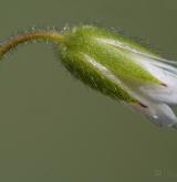 rožec obecný <i>(Cerastium holosteoides)</i> / Květ/Květenství