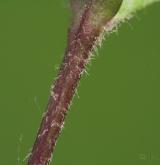 rožec obecný <i>(Cerastium holosteoides)</i> / Stonek