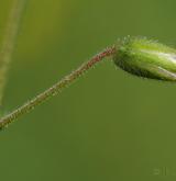 rožec obecný <i>(Cerastium holosteoides)</i> / Květ/Květenství