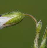 rožec obecný <i>(Cerastium holosteoides)</i> / Květ/Květenství