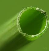 přeslička poříční <i>(Equisetum fluviatile)</i> / Stonek