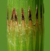 přeslička poříční <i>(Equisetum fluviatile)</i> / Ostatní