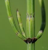 přeslička bahenní <i>(Equisetum palustre)</i> / List
