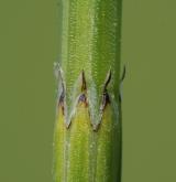 přeslička bahenní <i>(Equisetum palustre)</i> / Ostatní