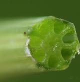 přeslička bahenní <i>(Equisetum palustre)</i> / Stonek