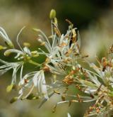 jasan zimnář <i>(Fraxinus ornus)</i> / Květ/Květenství