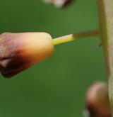 modřenec chocholatý <i>(Muscari comosum)</i> / Květ/Květenství