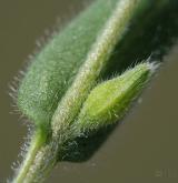 pomněnka drobnokvětá <i>(Myosotis stricta)</i> / Květ/Květenství