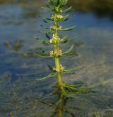 stolístek přeslenitý <i>(Myriophyllum verticillatum)</i>