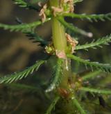 stolístek přeslenitý <i>(Myriophyllum verticillatum)</i> / List