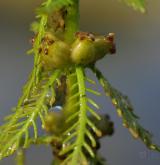 stolístek přeslenitý <i>(Myriophyllum verticillatum)</i>