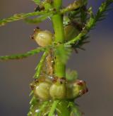 stolístek přeslenitý <i>(Myriophyllum verticillatum)</i> / Plod