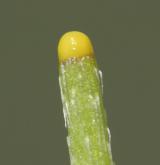 mák bělokvětý <i>(Papaver maculosum)</i> / Ostatní