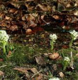 devětsil bílý <i>(Petasites albus)</i> / Porost