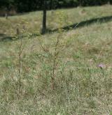 smldník alsaský <i>(Peucedanum alsaticum)</i> / Habitus