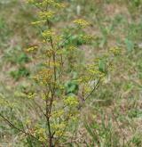 smldník alsaský <i>(Peucedanum alsaticum)</i> / Habitus