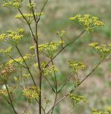 smldník alsaský <i>(Peucedanum alsaticum)</i> / Květ/Květenství