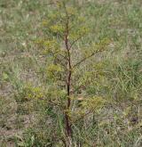 smldník alsaský <i>(Peucedanum alsaticum)</i> / Habitus