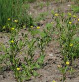 pryskyřník rolní <i>(Ranunculus arvensis)</i> / Porost