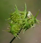 pryskyřník rolní <i>(Ranunculus arvensis)</i> / Plod