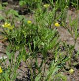 pryskyřník rolní <i>(Ranunculus arvensis)</i> / Habitus
