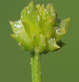 pryskyřník plazivý <i>(Ranunculus repens)</i> / Plod