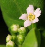 solenka Valerandova <i>(Samolus valerandi)</i> / Květ/Květenství