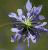 hlaváč šedavý <i>(Scabiosa canescens)</i> / Květ/Květenství