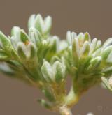 chmerek vytrvalý <i>(Scleranthus perennis)</i> / Květ/Květenství