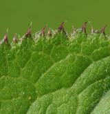 srpice barvířská <i>(Serratula tinctoria)</i> / List
