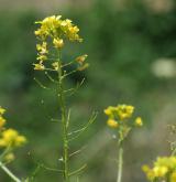 hulevník Loeselův <i>(Sisymbrium loeselii)</i> / Květ/Květenství