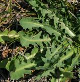 pampeliška besarabská <i>(Taraxacum bessarabicum)</i> / List