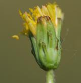 pampeliška besarabská <i>(Taraxacum bessarabicum)</i> / Květ/Květenství