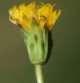 pampeliška besarabská <i>(Taraxacum bessarabicum)</i> / Květ/Květenství